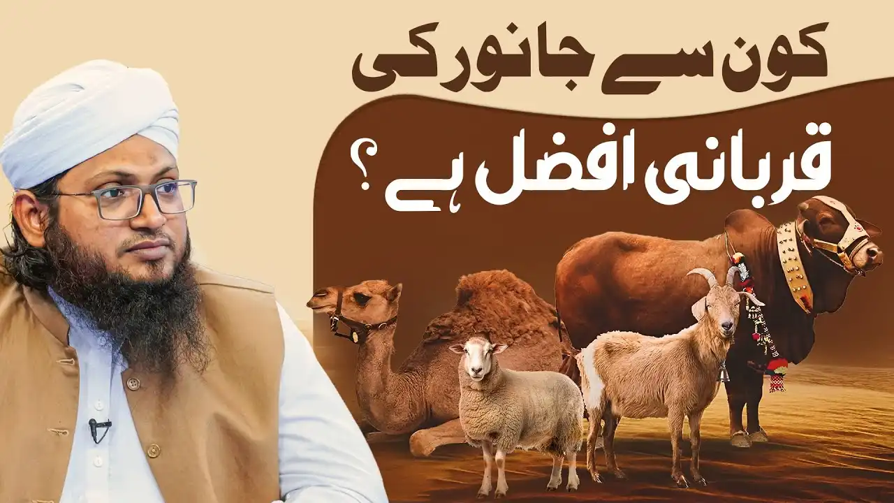 Afzal Qurbani Kis Janwar Ki Hai?
